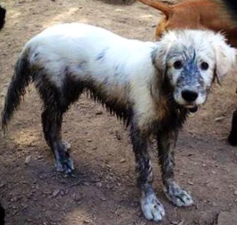 Muddy Puppy - Dog Groomer in Centennial, CO