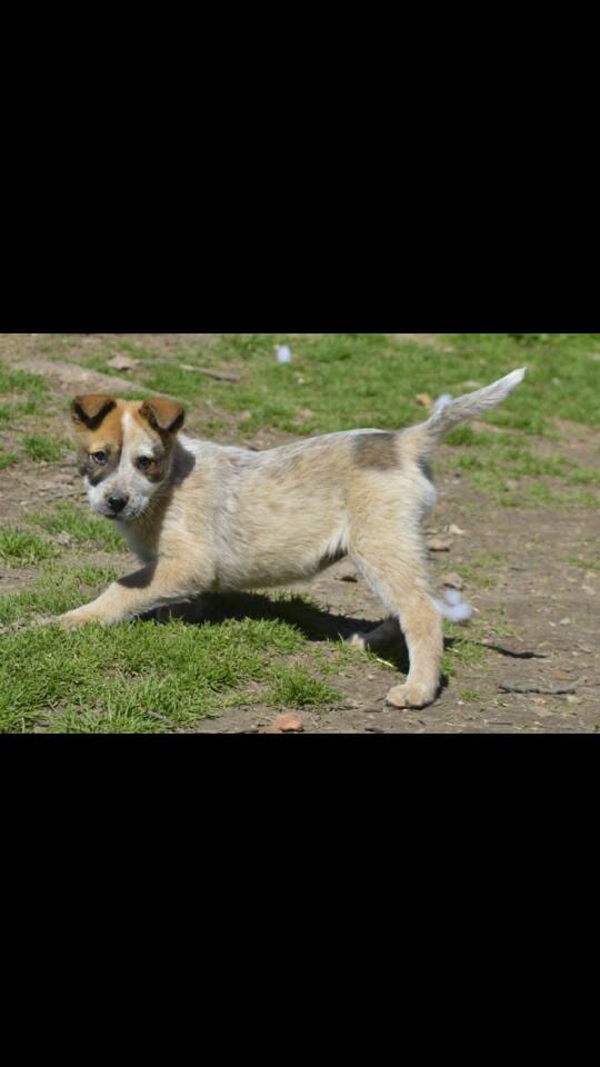 Muddy Puppy running - Dog Groomer in Centennial, CO