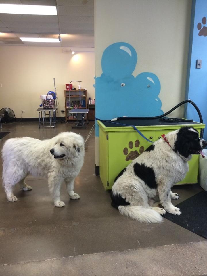 Two dogs fall in line - Dog Groomer in Centennial, CO