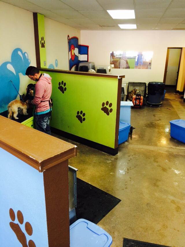 Dog Bath - Dog Groomer in Centennial, CO
