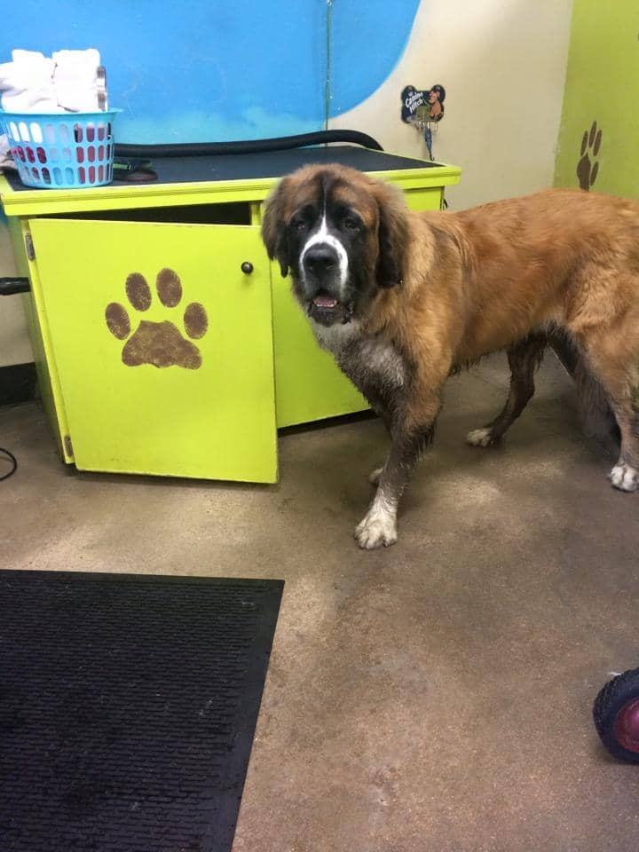 Muddy Puppy inside - Dog Groomer in Centennial, CO