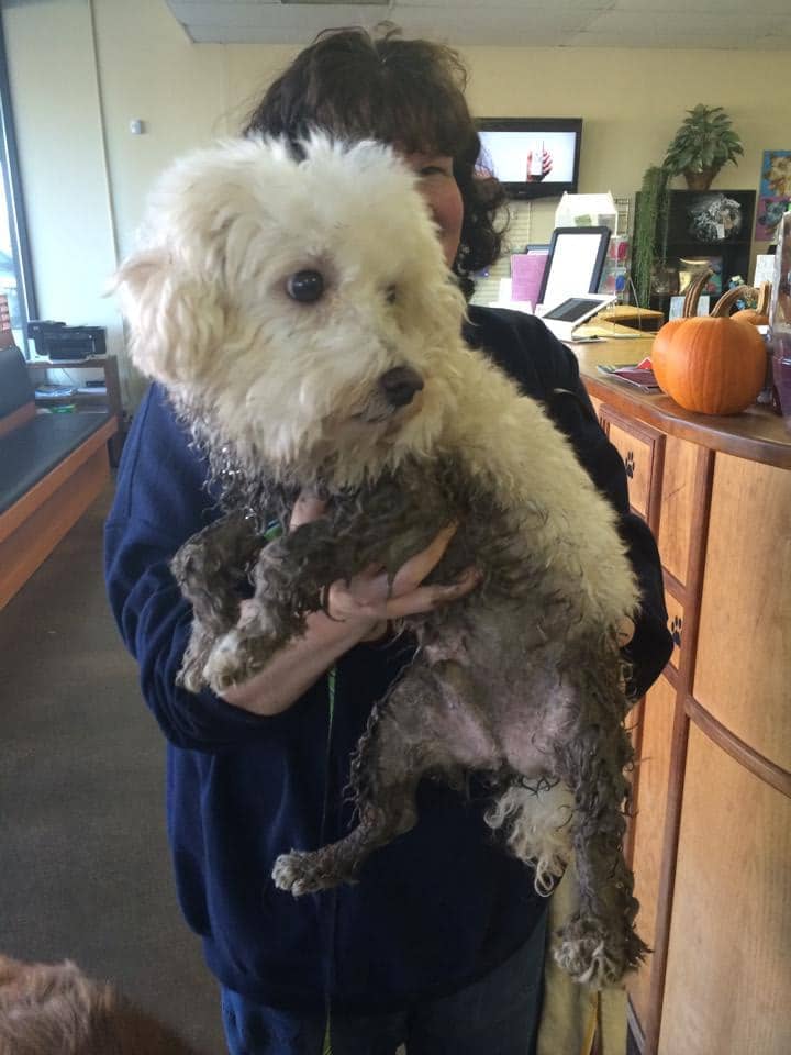 Muddy White Puppy - Dog Groomer in Centennial, CO