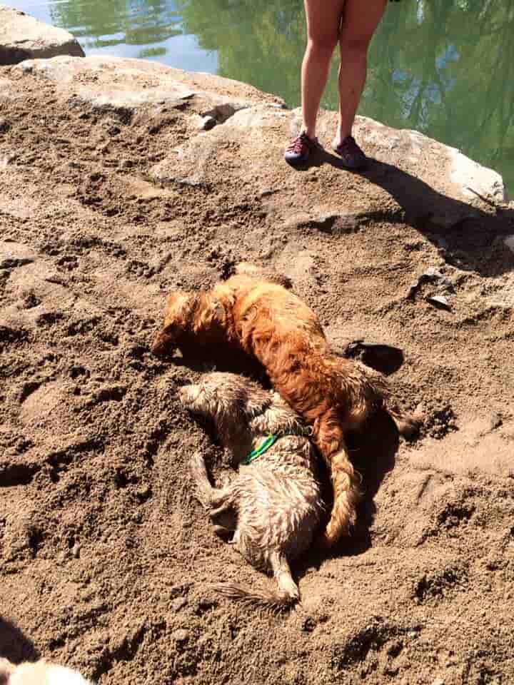Muddy Puppies playing - Dog Groomer in Centennial, CO