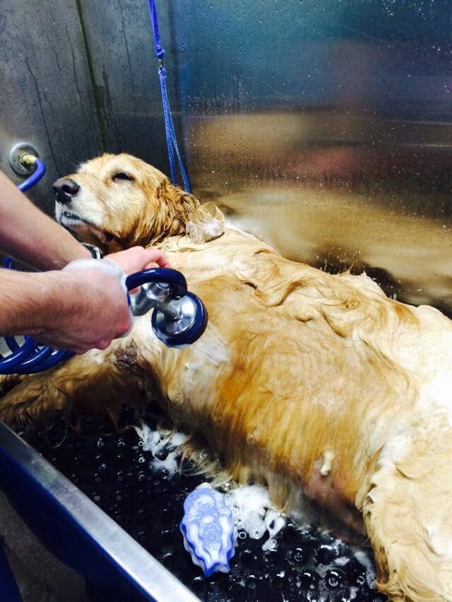 Dog Showering - Dog Groomer in Centennial, CO