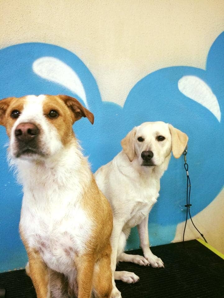 Two Dogs - Dog Groomer in Centennial, CO
