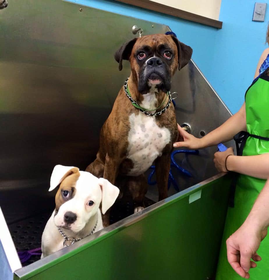 Two dogs waiting for a bath - Dog Groomer in Centennial, CO