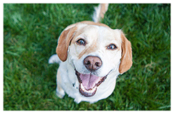 Smiling Dog - Dog Groomer in Centennial, CO
