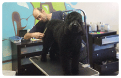 Black Dog Hair cut - Dog Groomer in Centennial, CO