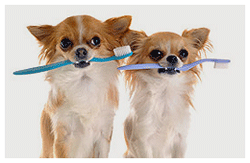 Two dogs with toothbrush - Dog Groomer in Centennial, CO