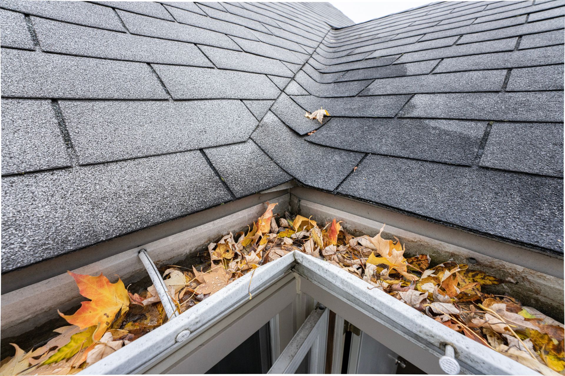 A gutter filled with leaves on the roof of a house.