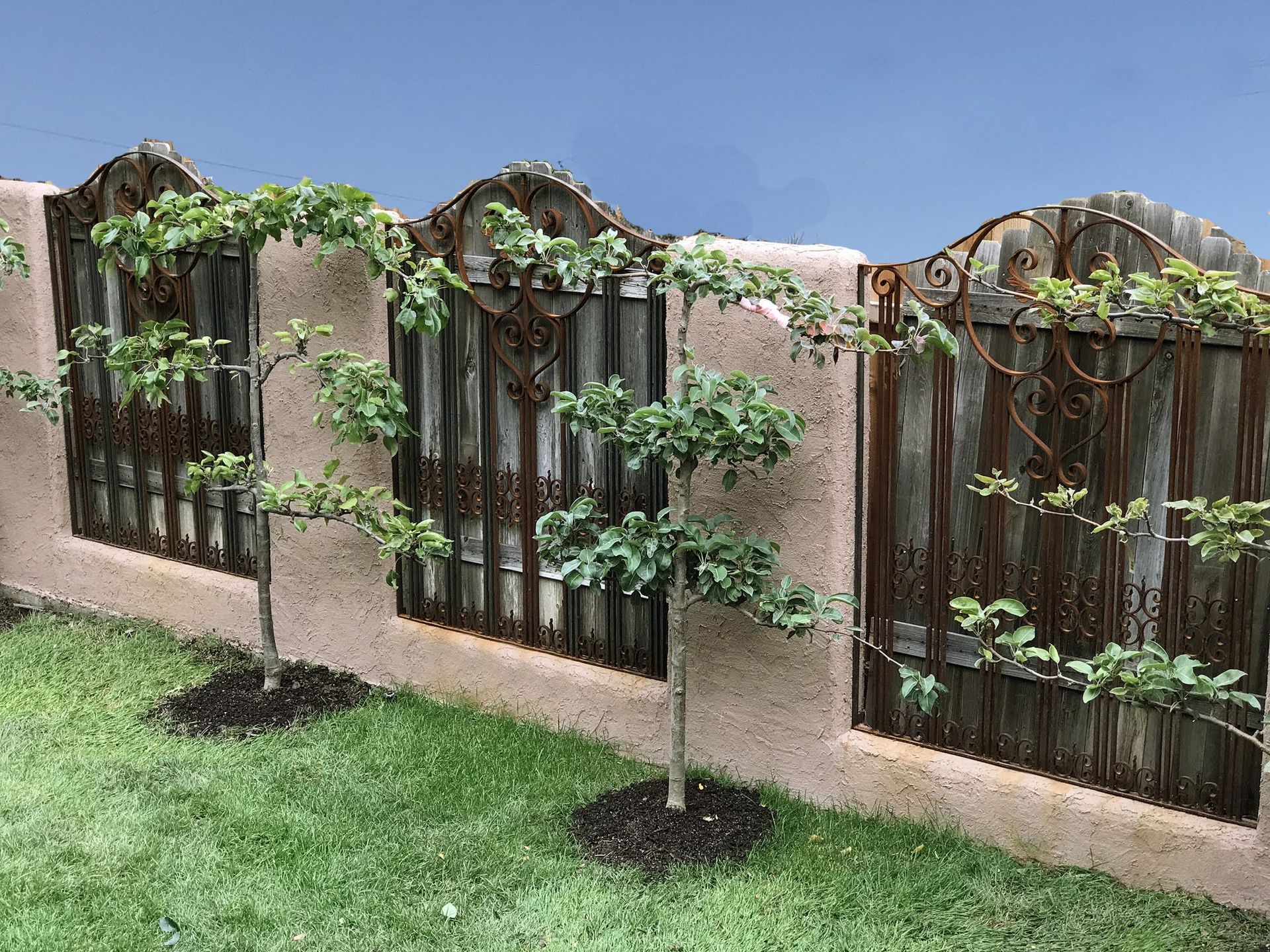 A fence with a few trees growing on it