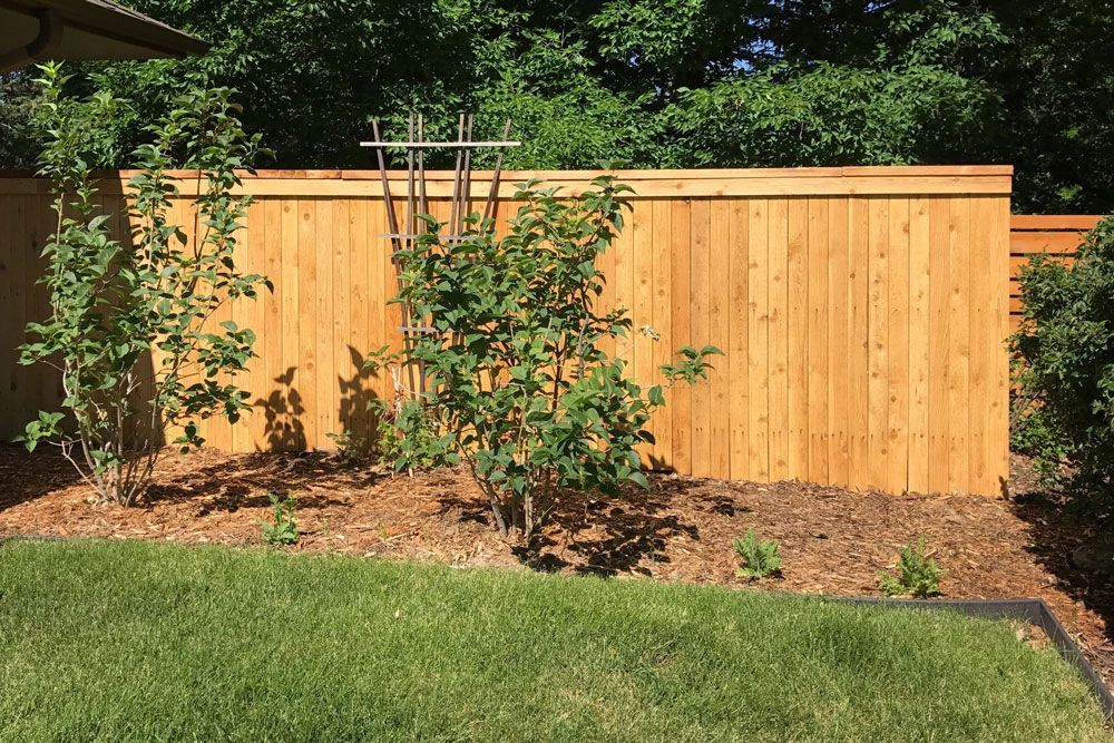 A wooden fence is surrounded by trees and bushes in a backyard.