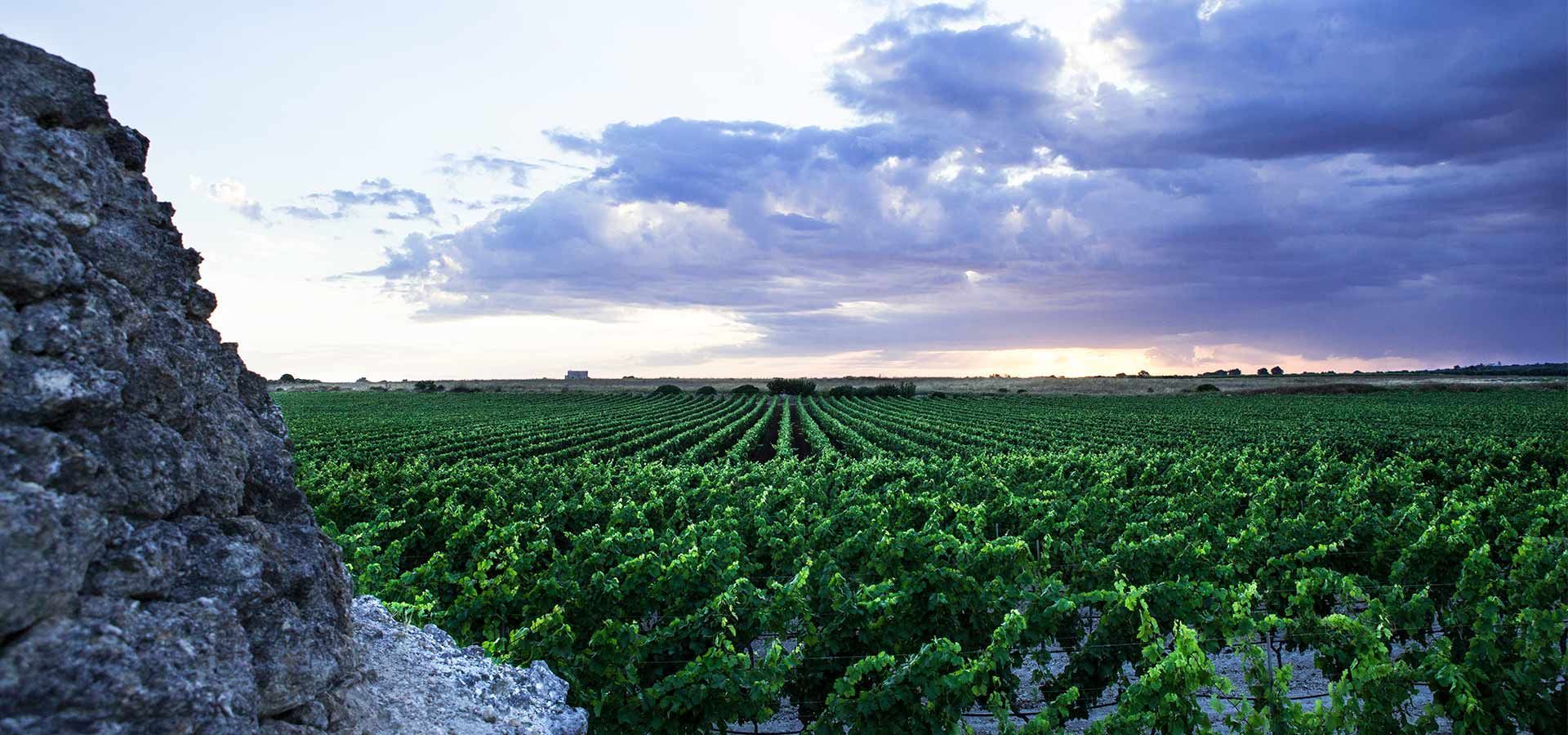 Weingut Produttori Vini “Maestri in Primitivo”, Manduria