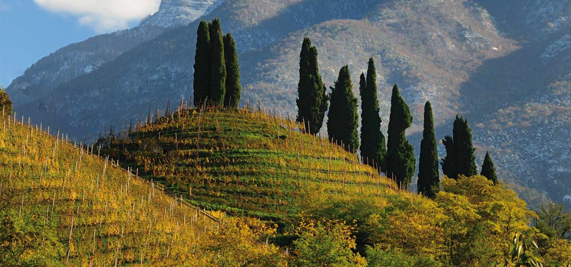 Weinregion Lombardei