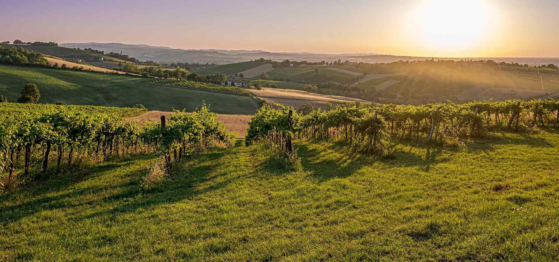 Weinregion Emilia Romagna