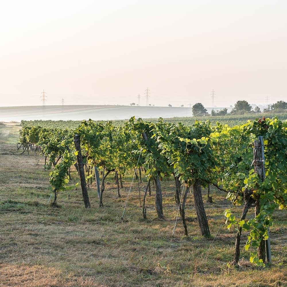 Weingut Pass, Etzmannsdorf