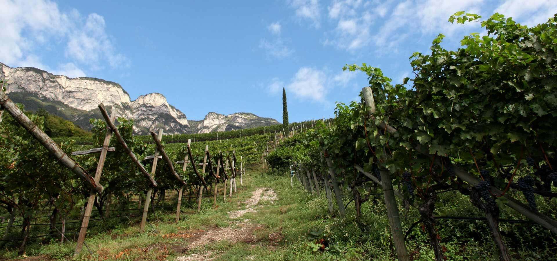 Weingut Tiefenbrunner﻿, Südtirol