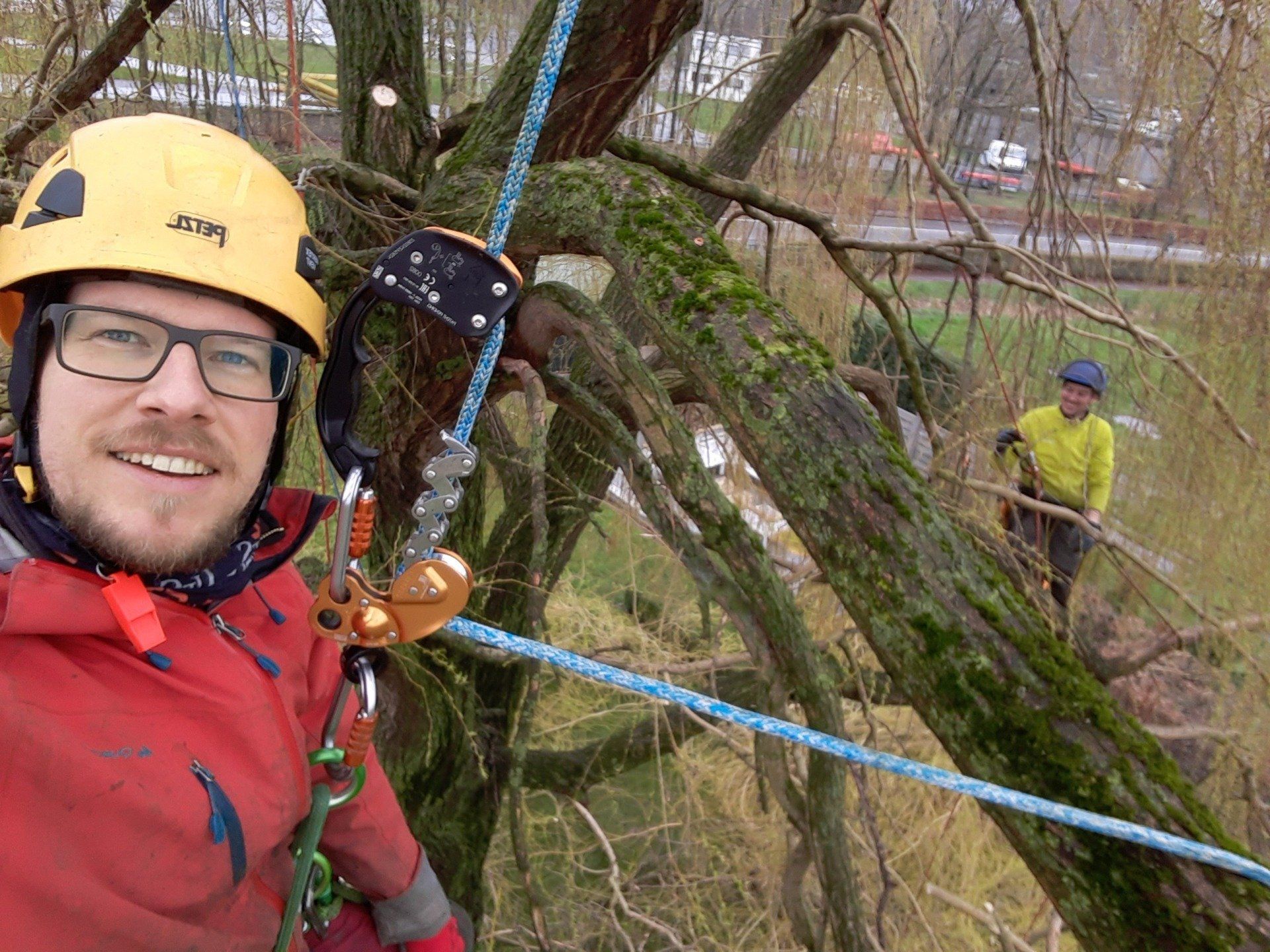 Artbo Boomverzorging : Hoog in de boom, safety first