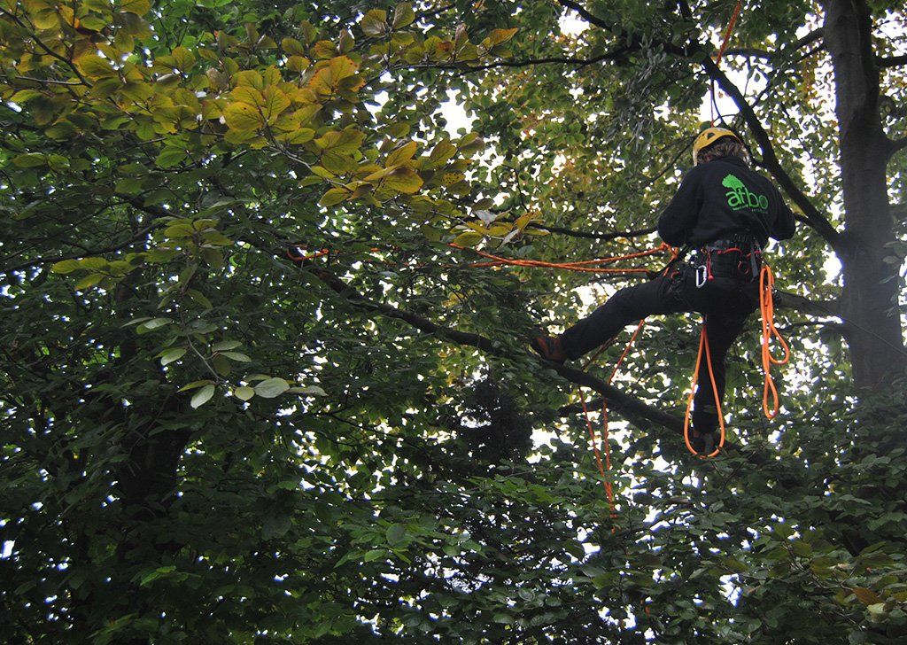 Artbo Boomverzorging