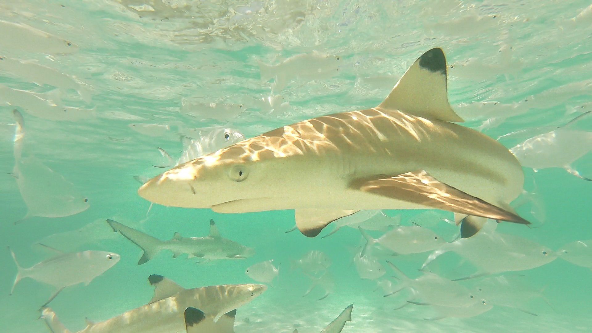 Sun Island Resort and Spa Maldive squali