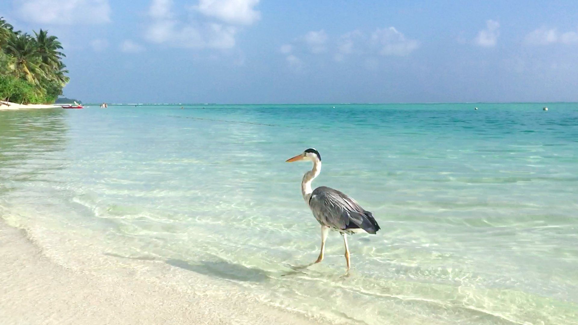 Nuotare con lo squalo balena alle Maldive