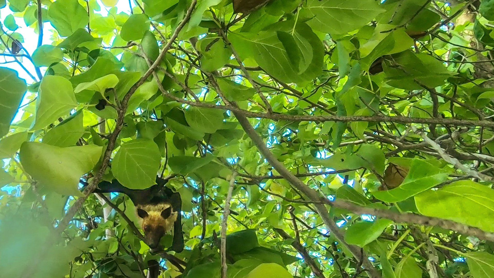 Nuotare con lo squalo balena alle Maldive
