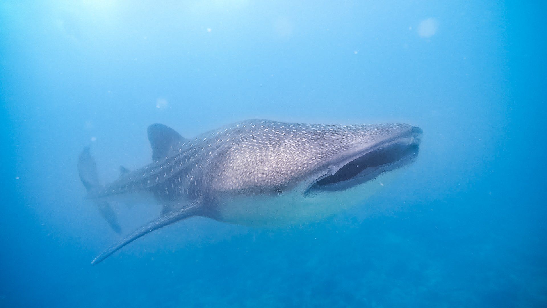 Squalo balena Maldive