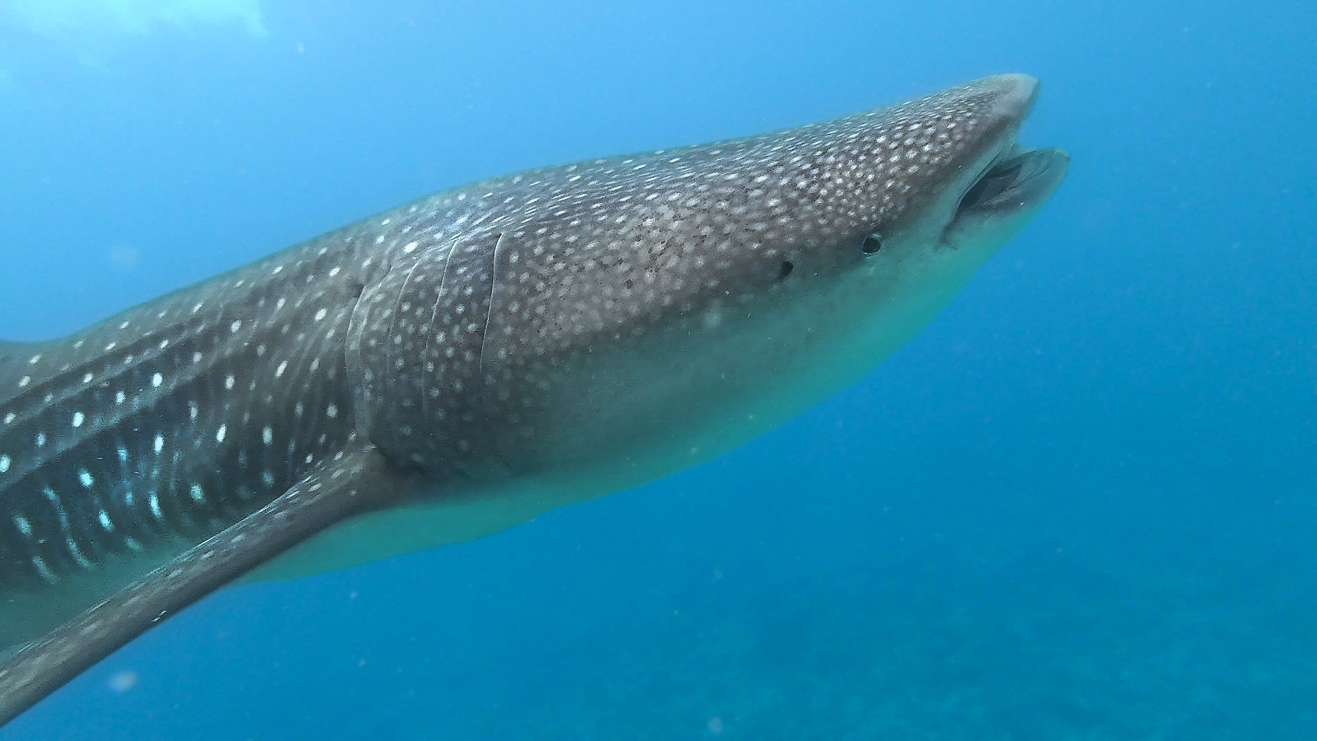 Nuotare con squalo balena Maldive