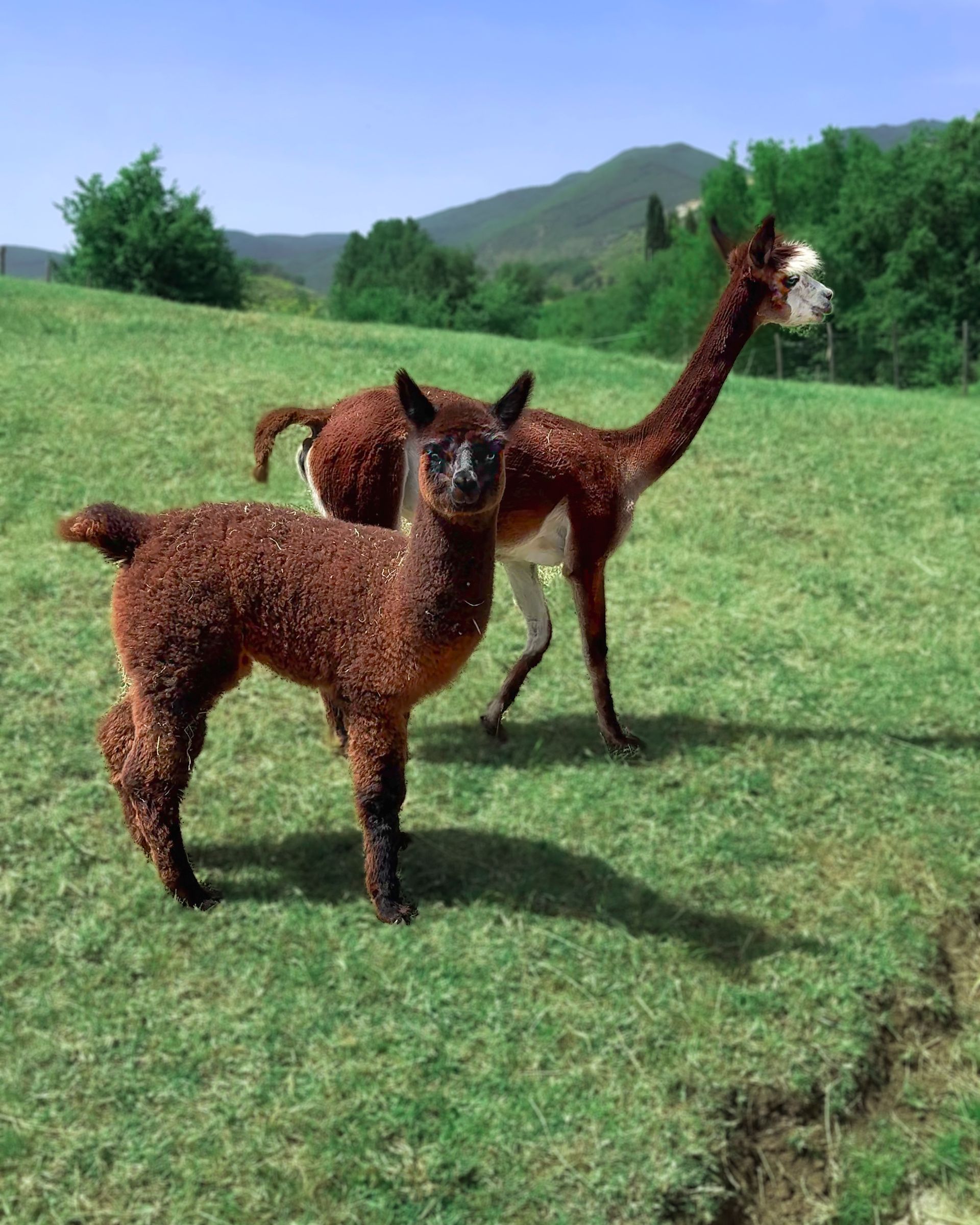 Dove vedere gli alpaca nel Lazio