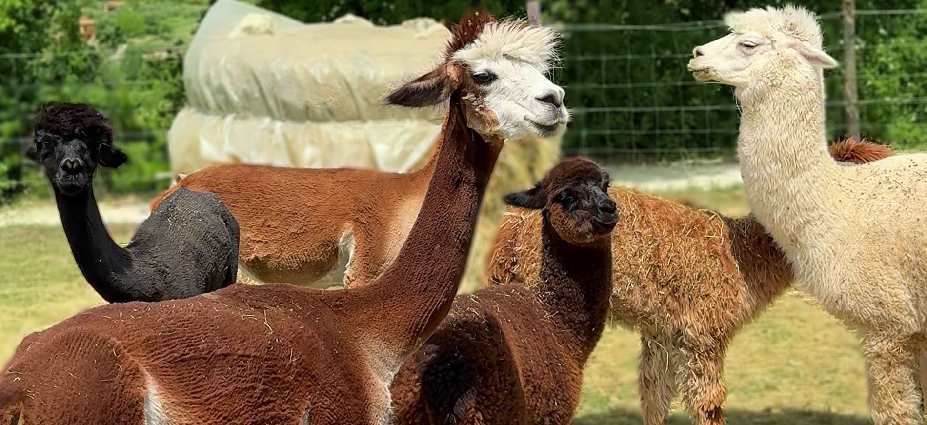 Alpaca nel Lazio, dove vederli e dove trascorrere una giornata nel verde