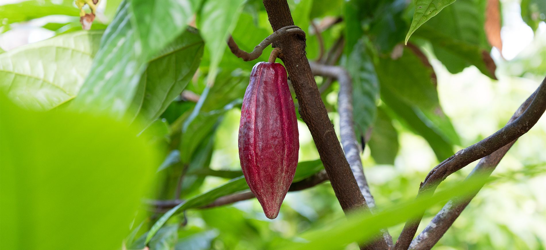 Visitare una piantagione di cacao in Belize e dove fare una degustazione del cioccolato