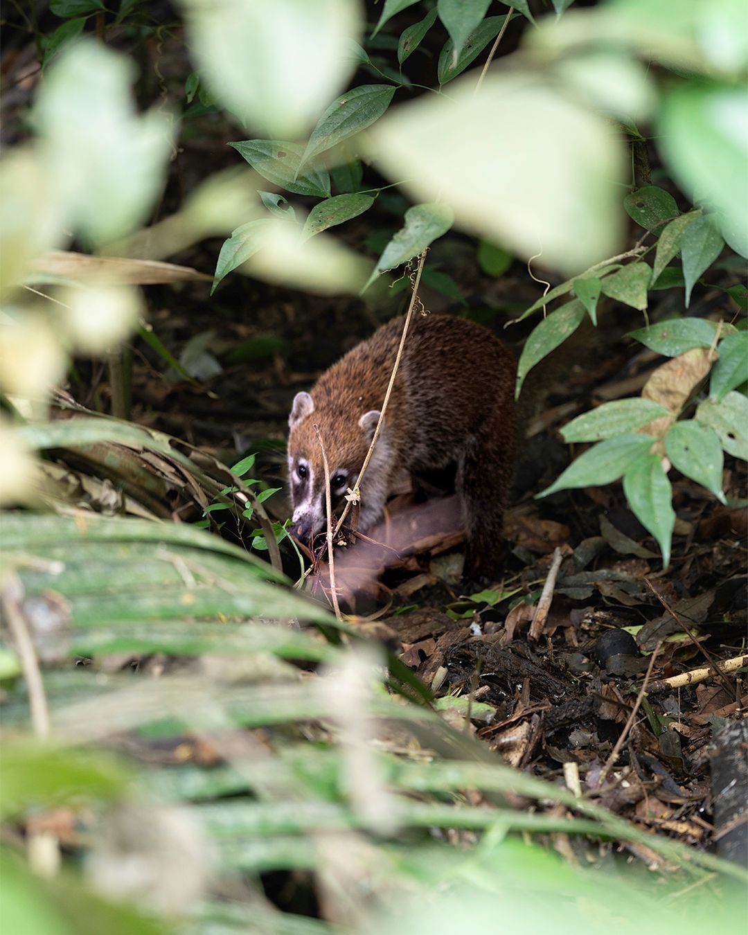 Foreste e giungle del Belize