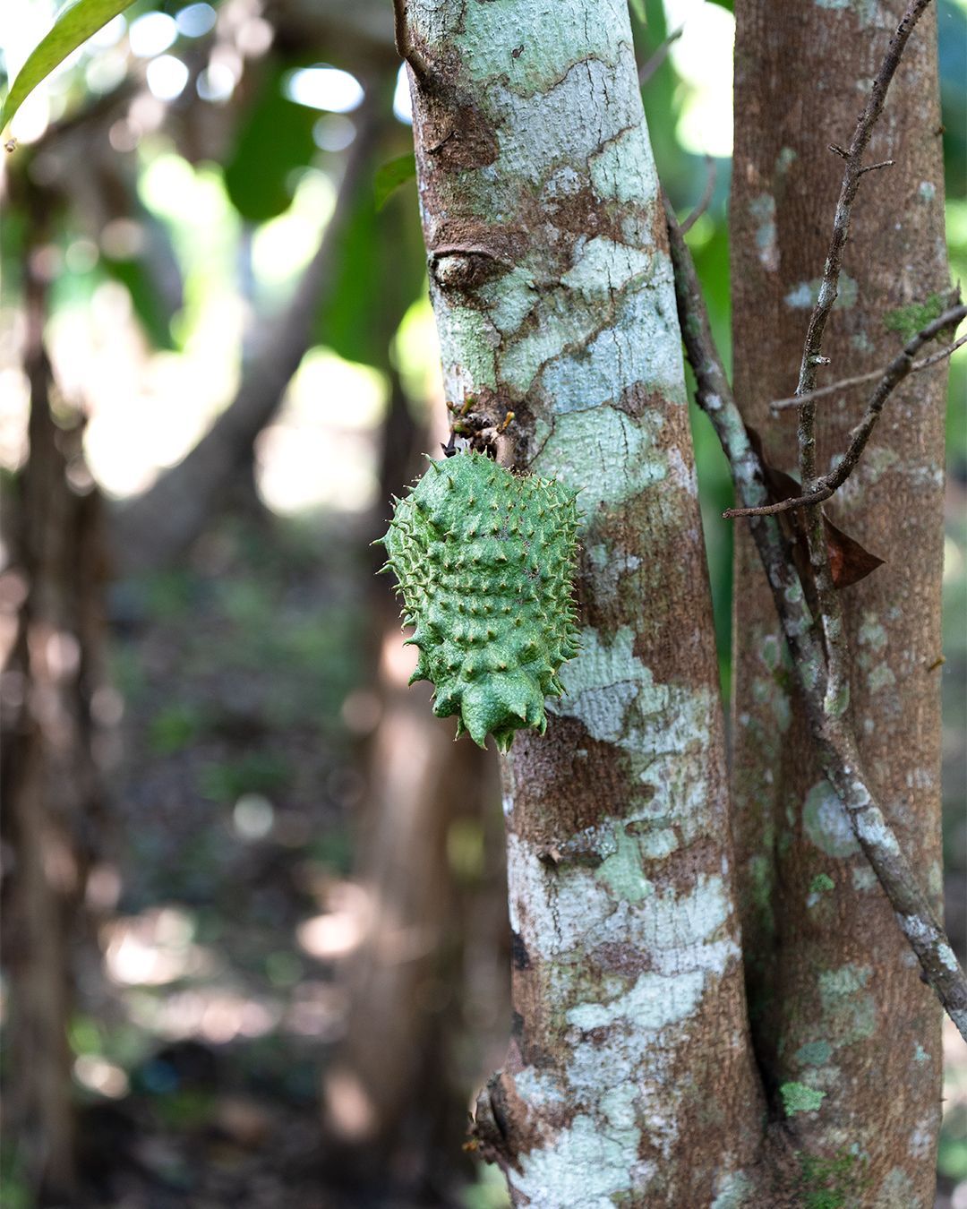Tour del cioccolato Belize