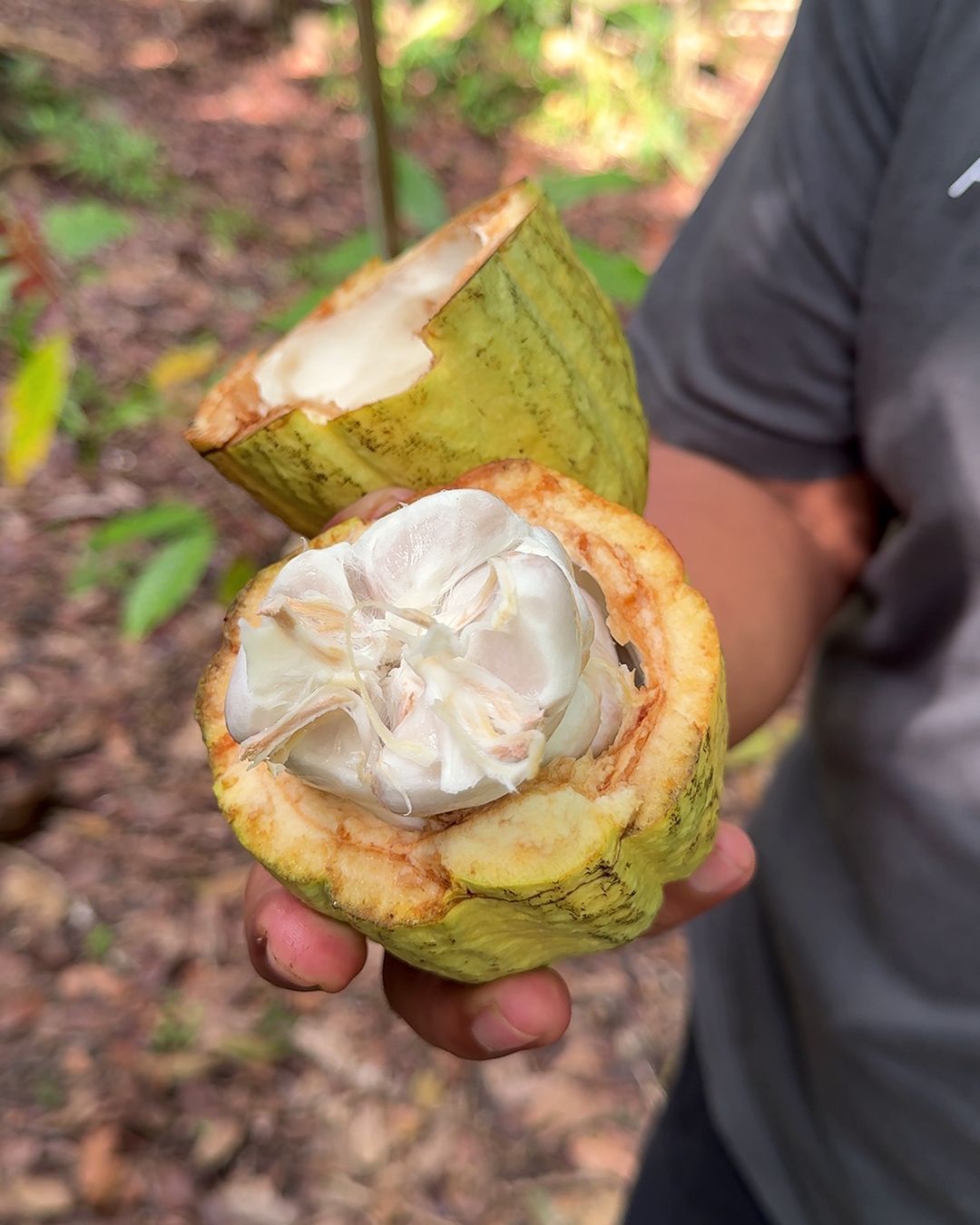 Tour del cioccolato Belize