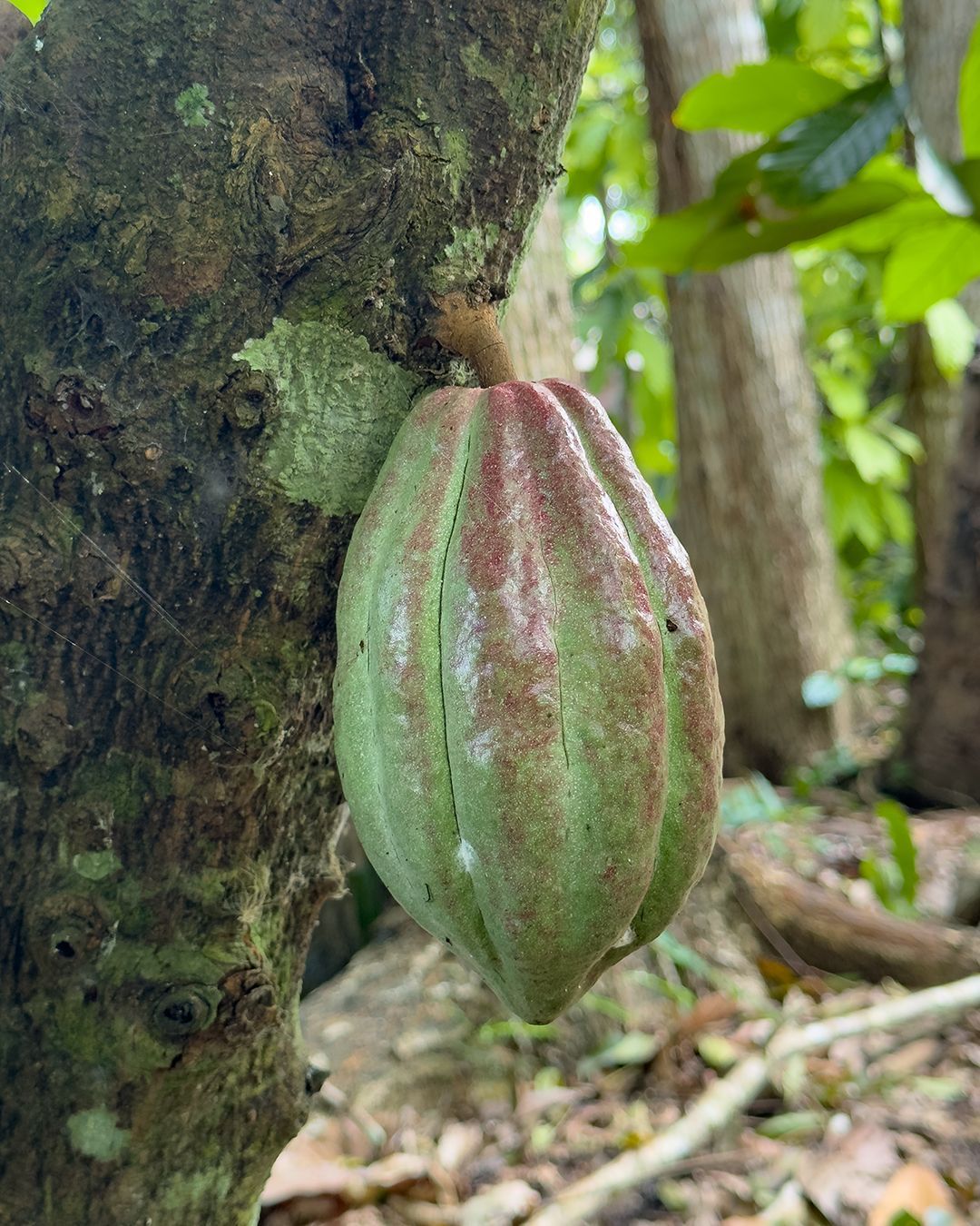 Tour del cioccolato Belize