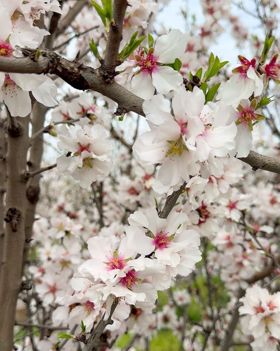Come si svolge la visita al mandorleto più grande d'Italia
