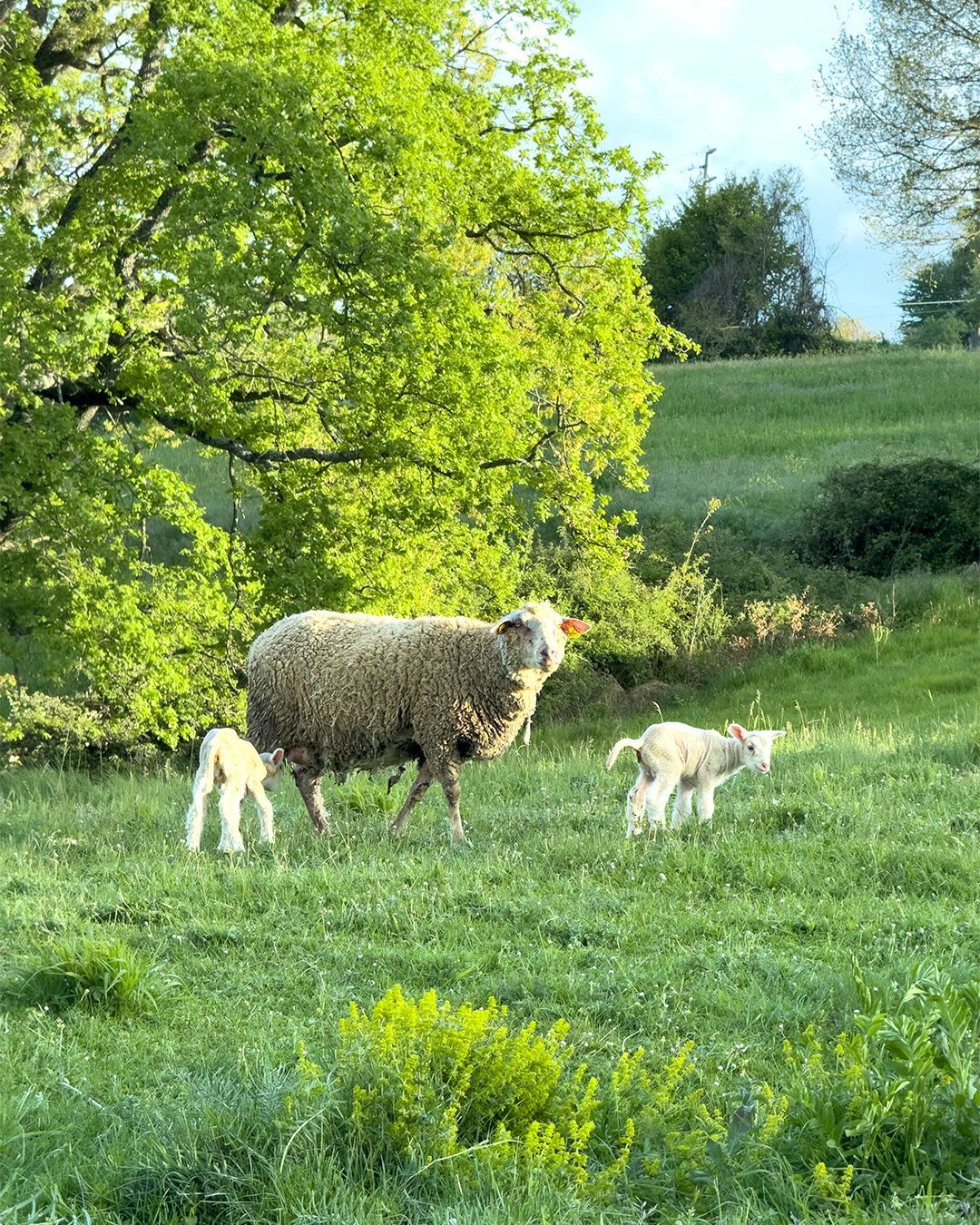 Cosa vedere in Molise