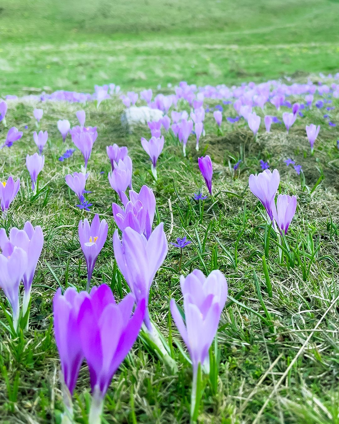 La fioritura dei Crocus a Campo Imperatore, Abruzzo