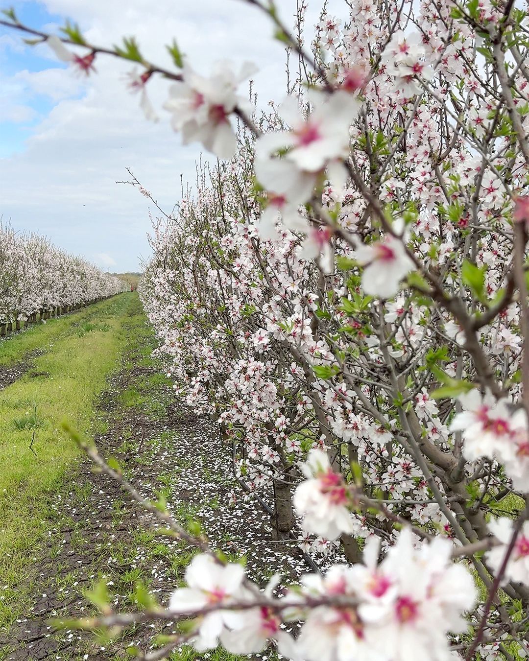 Dove si trova il mandorleto più grande d'Italia