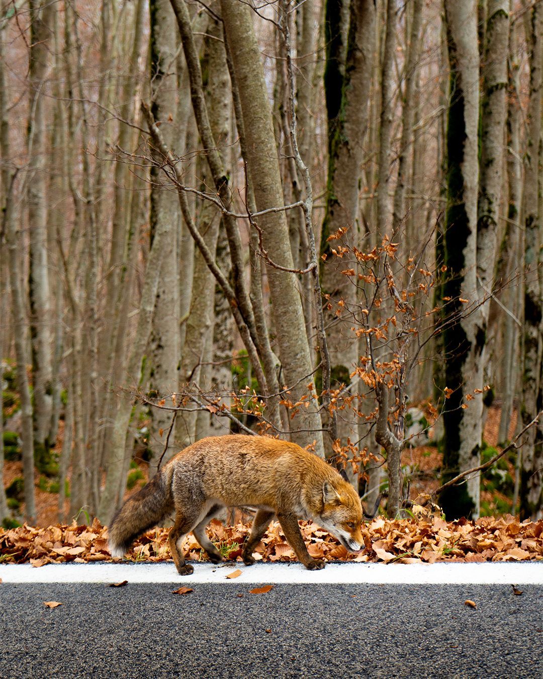 Dove si trova Forca d'Acero