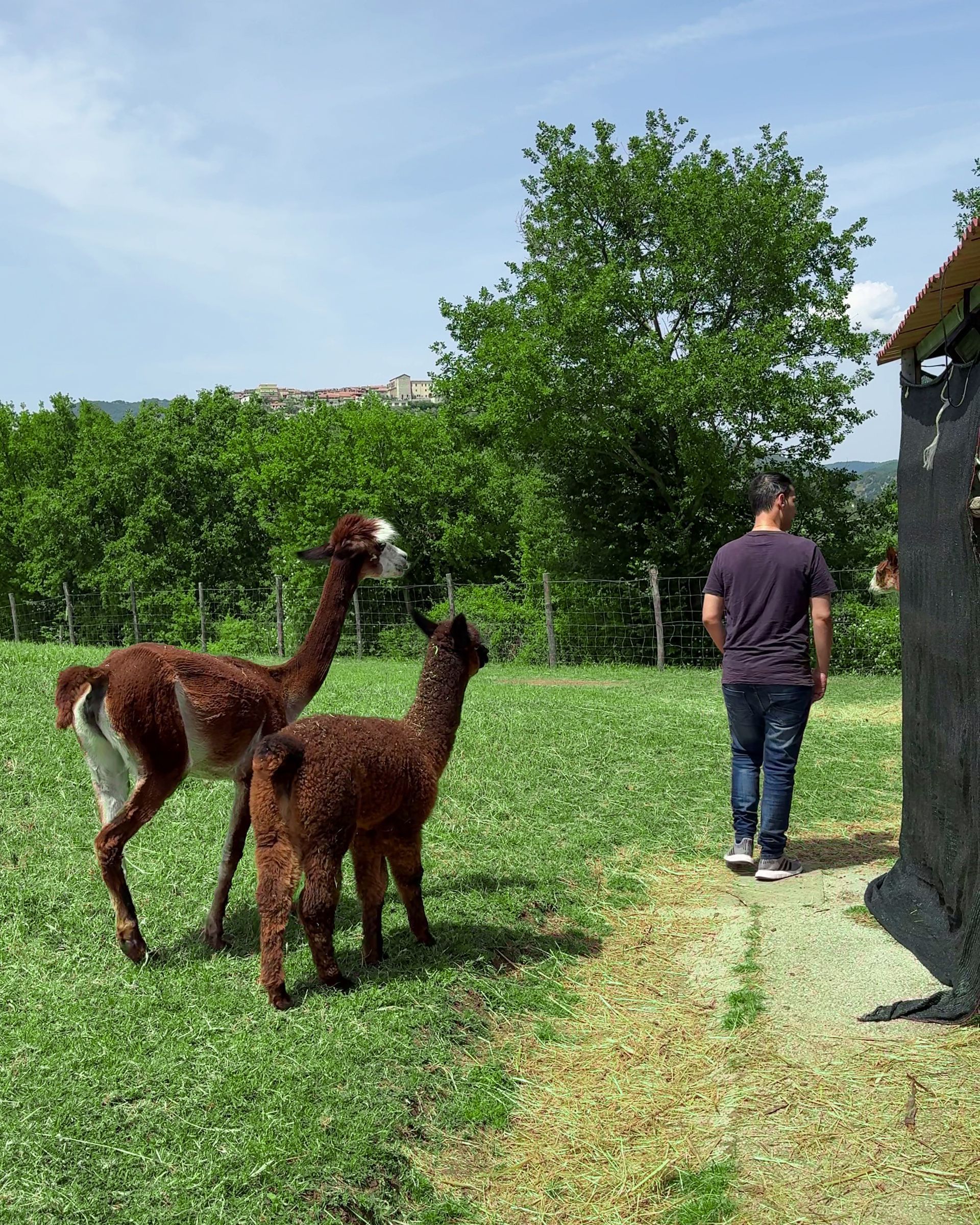 Alpaca nel Lazio