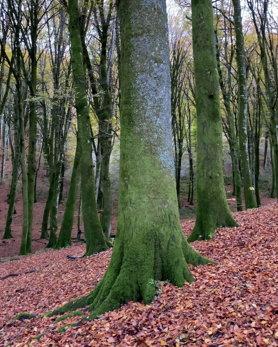 Dove vedere il foliage nel Lazio