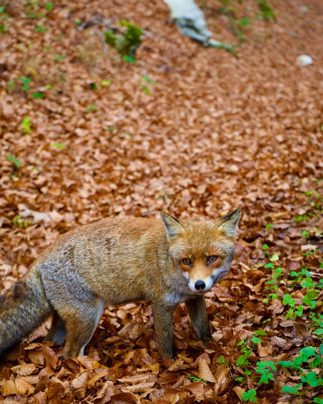 Dove vedere le volpi a Forca d'Acero