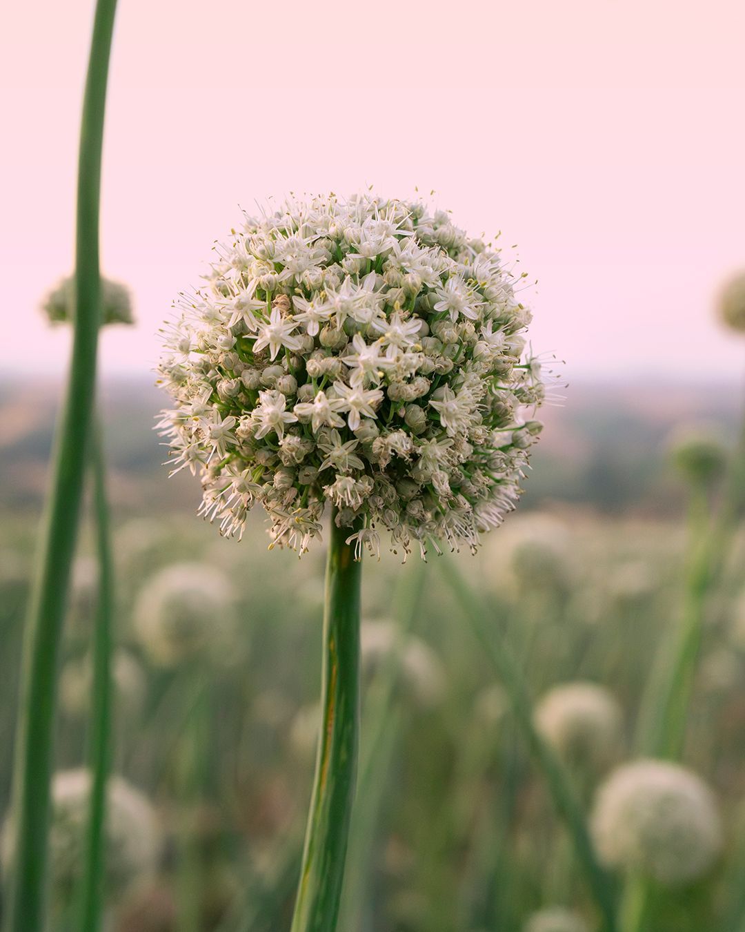 Fioritura cipolla