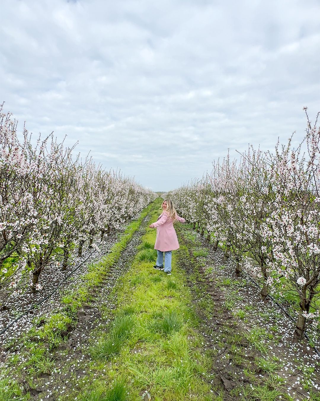 Fiori di mandorlo nel Lazio