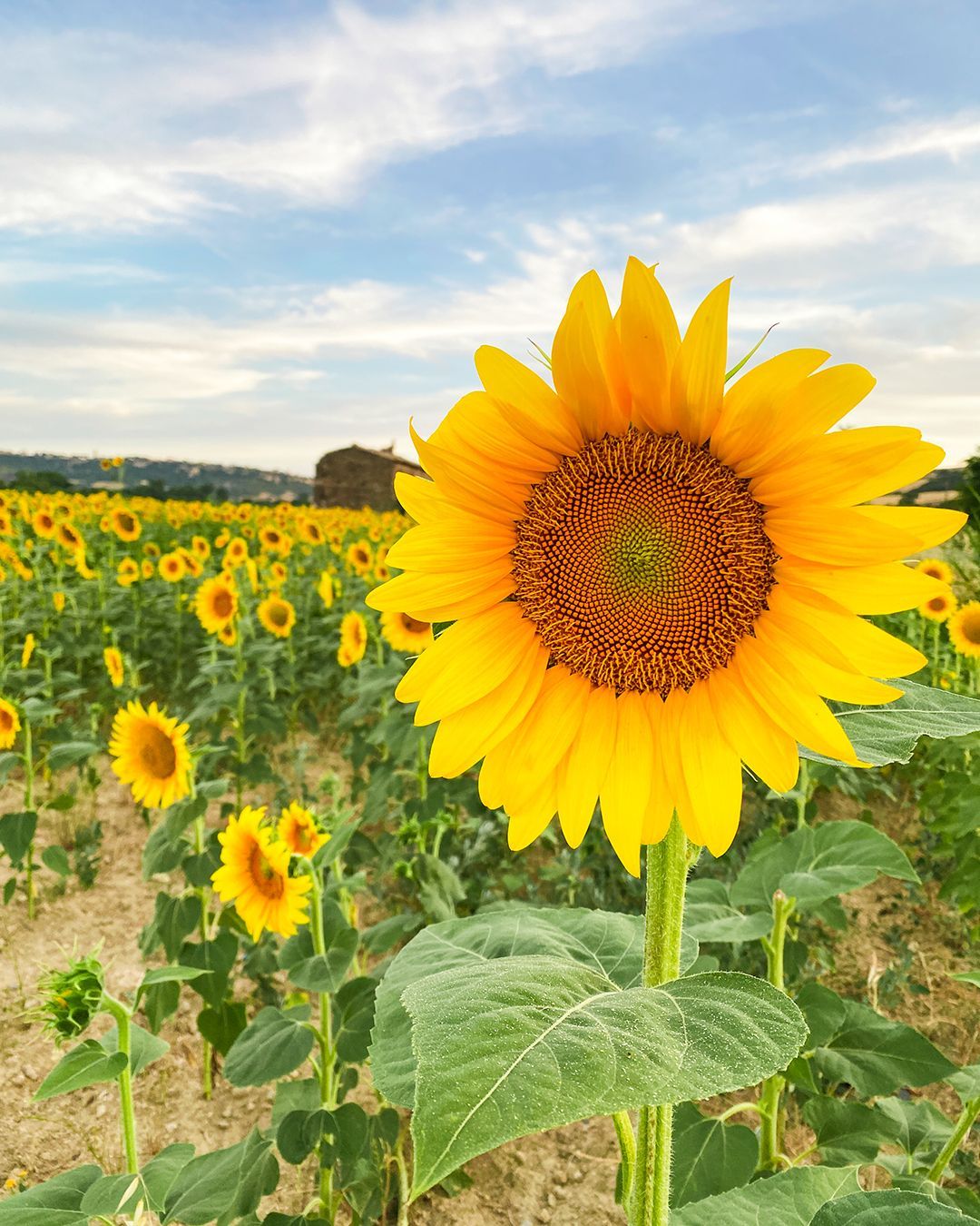 Fioritura dei girasoli Lazio