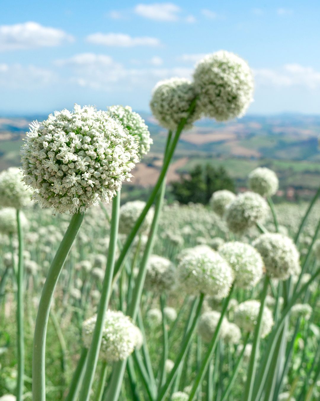 Fioriture da vedere in Italia