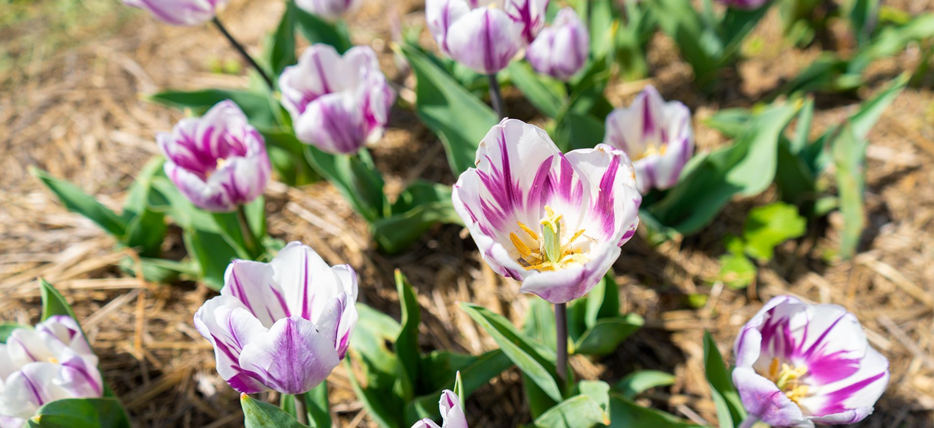 Un campo colorato di tulipani in piena fioritura