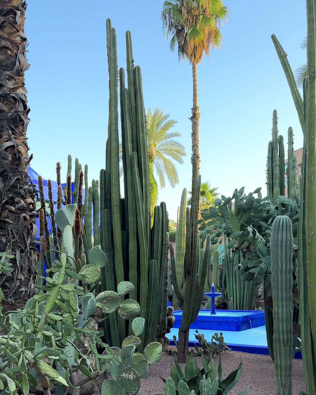 Giardini Majorelle Marrakech