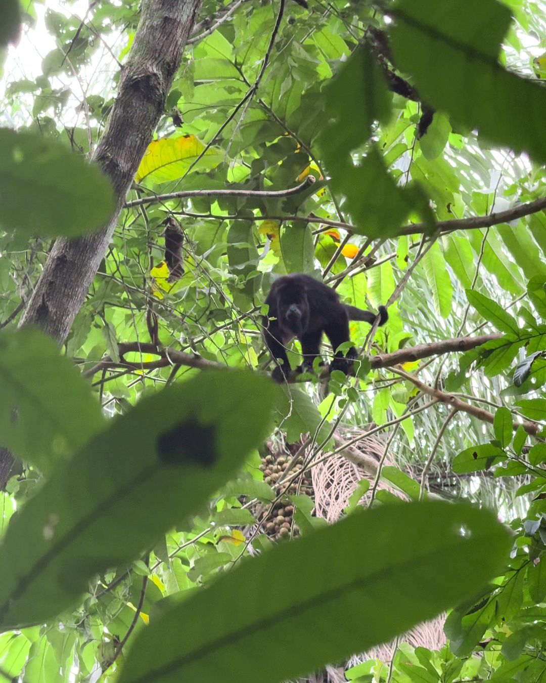 Guanacaste National Park Belize